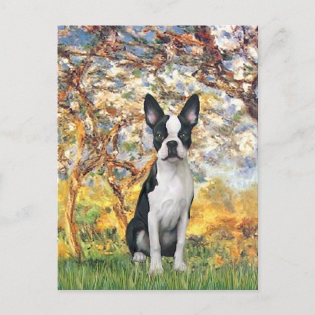 Spring - Boston Terrier #1 Postcard (Front)