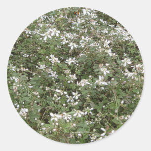 Spring Briar Patch Classic Round Sticker