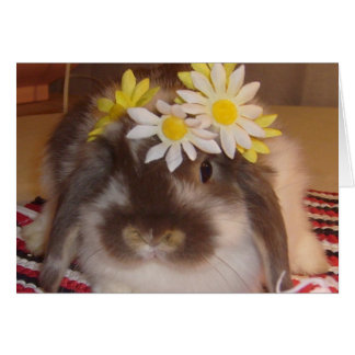 Spring bunnies
