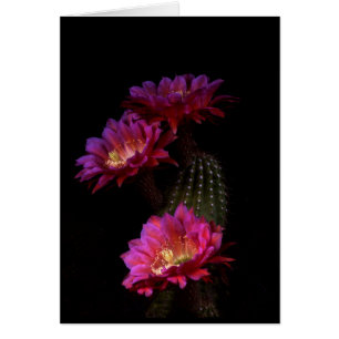 Spring Cactus flower trio