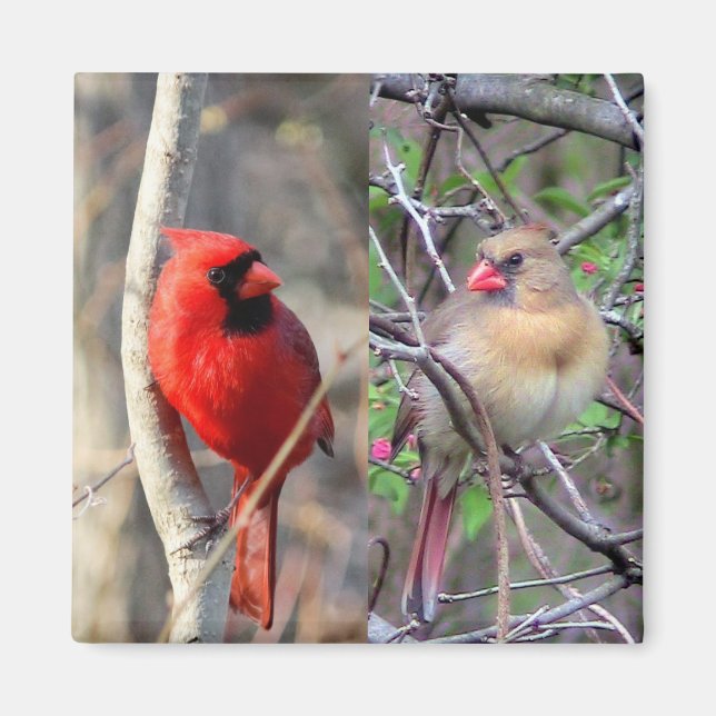 Spring Cardinals Magnet (Front)
