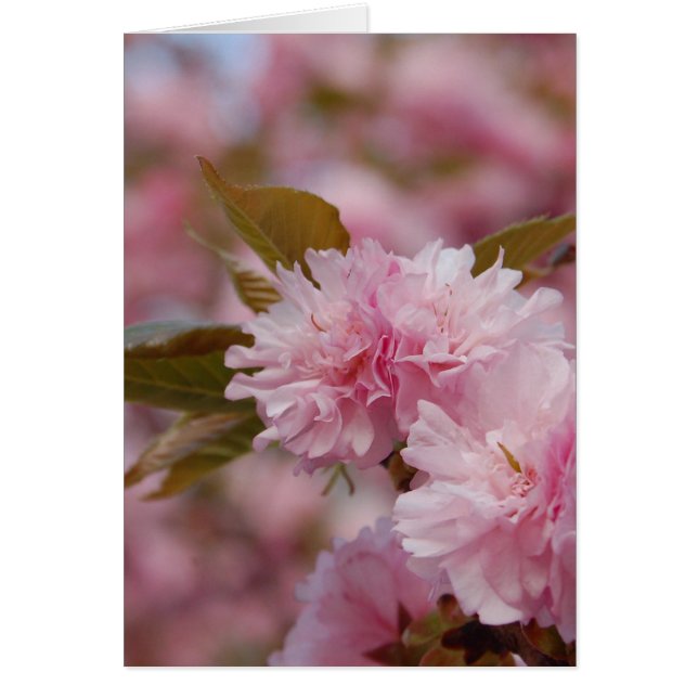 Spring Cherry Blossom (Front)