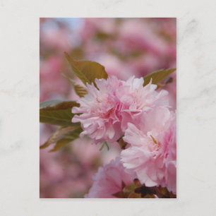 Spring Cherry Blossom Postcard