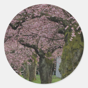 Spring cherry blossoming trees classic round sticker
