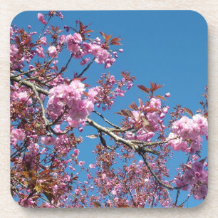 Spring cherry blossoming trees coaster