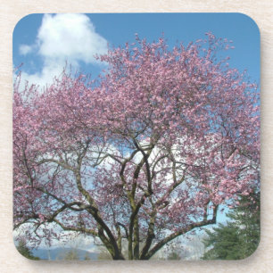 Spring cherry blossoming trees coaster