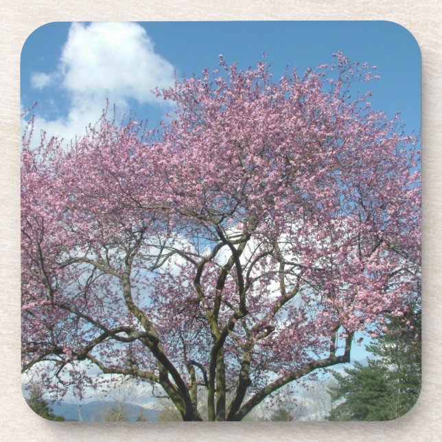 Spring cherry  blossoming trees coaster (Front)
