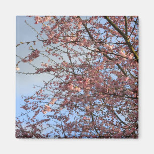 Spring cherry  blossoming trees magnet