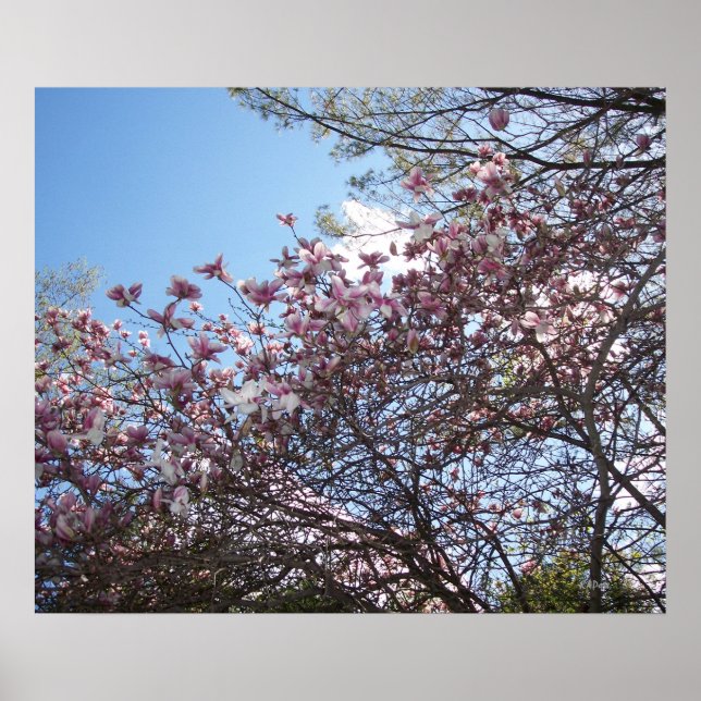 Spring Cherry Blossoms Poster (Front)