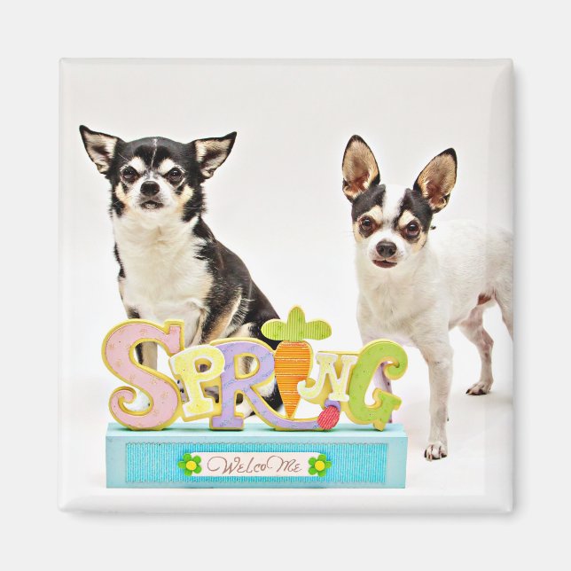Spring Chihuahua's Magnet (Front)