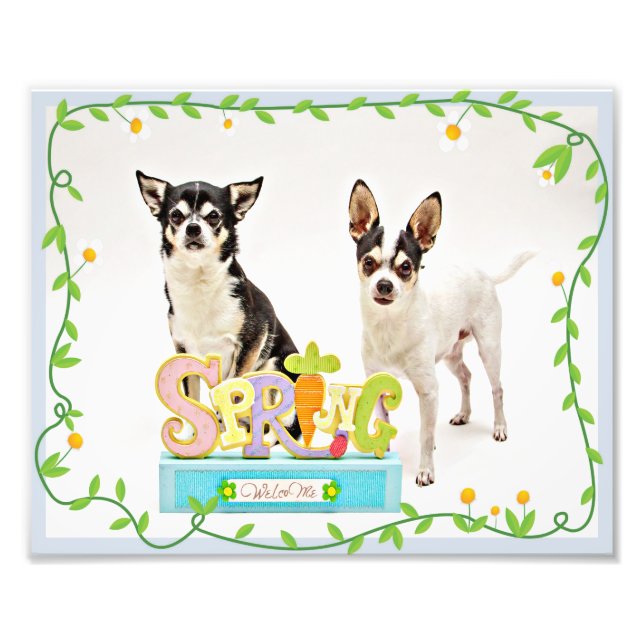 Spring Chihuahua's Photo Print (Front)