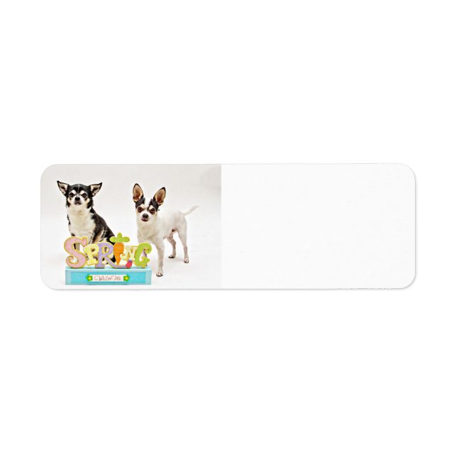 Spring Chihuahua's Return Address Label (Front)
