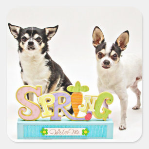 Spring Chihuahua's Square Sticker