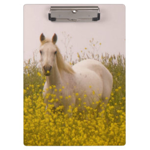 Spring Clipboard