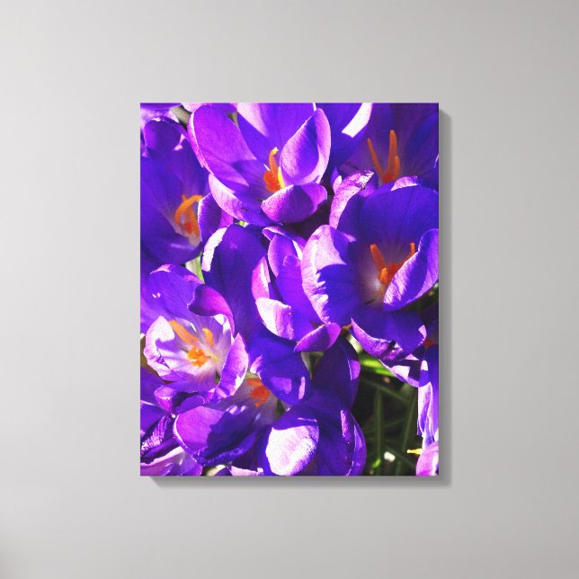 SPRING CROCUS CANVAS PRINT (Front)