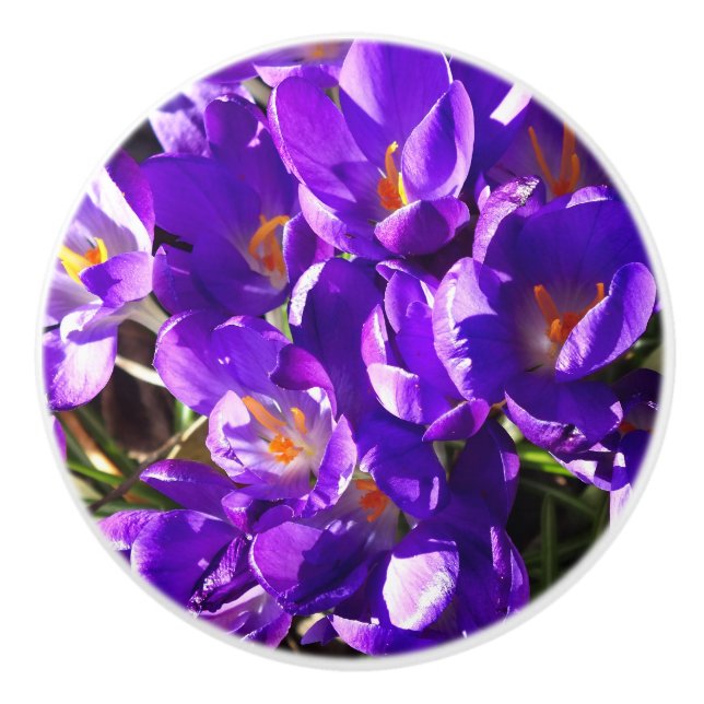 SPRING CROCUS CERAMIC KNOB (Front)
