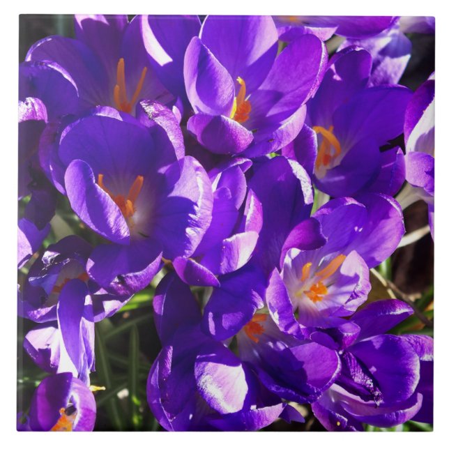 SPRING CROCUS CERAMIC TILE (Front)