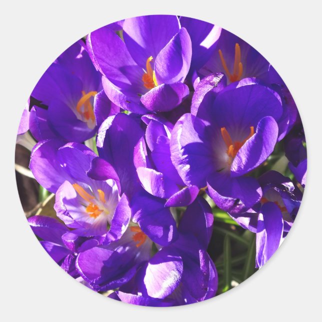 SPRING CROCUS CLASSIC ROUND STICKER (Front)