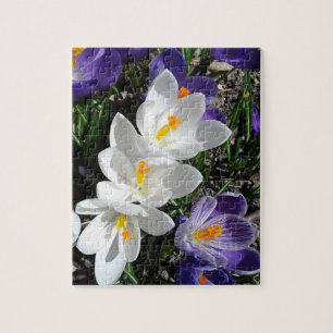 Spring Crocus Flowers in the Park Jigsaw Puzzle