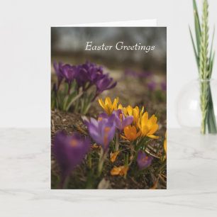 Spring Crocus Folded Easter Greeting Card