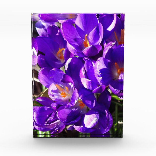 SPRING CROCUS PHOTO BLOCK (Front)