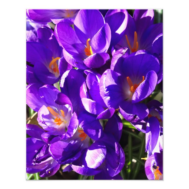 SPRING CROCUS PHOTO PRINT (Front)