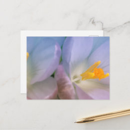 Spring Crocus Photography Postcard