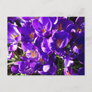 SPRING CROCUS POSTCARD
