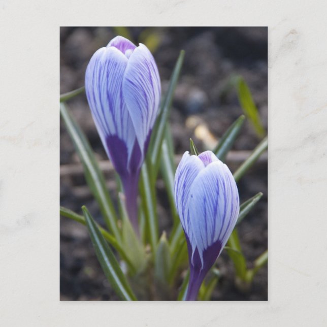 SPRING CROCUS POSTCARD (Front)