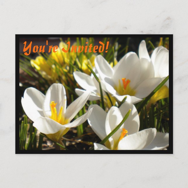Spring Crocus Postcard Invitations (Front)