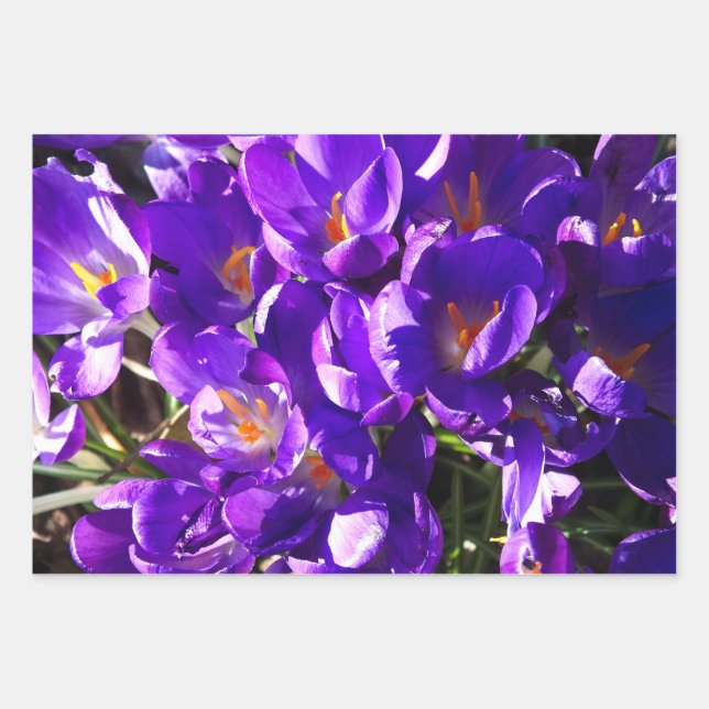 SPRING CROCUS WRAPPING PAPER SHEET (Front)