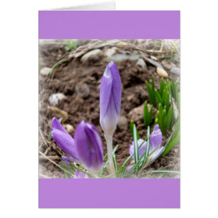Spring crocuses