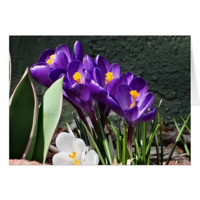 Spring Crocuses (Front Horizontal)