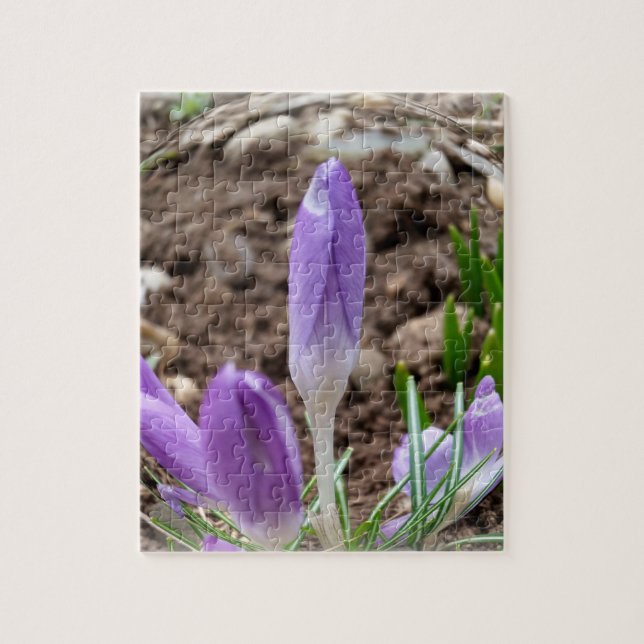 Spring crocuses jigsaw puzzle (Vertical)