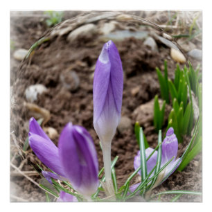 Spring crocuses poster