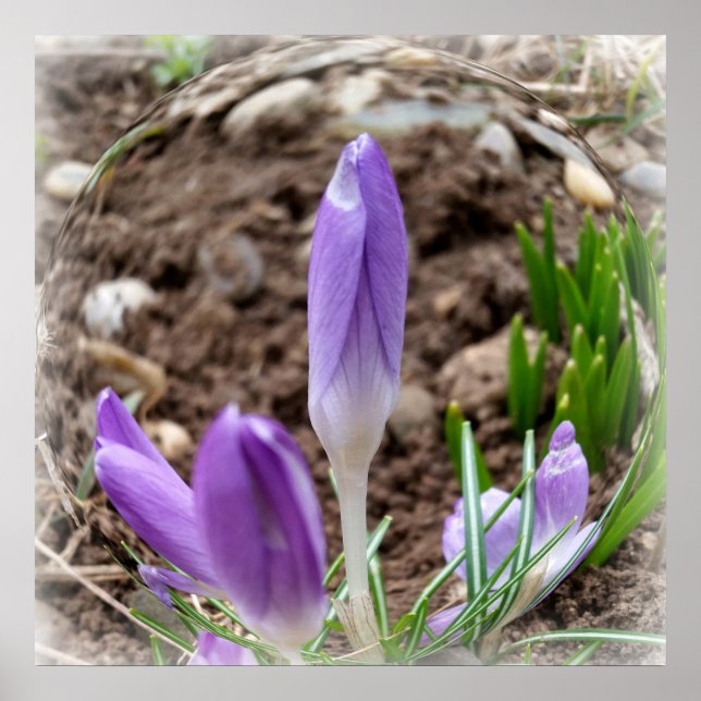 Spring crocuses poster (Front)