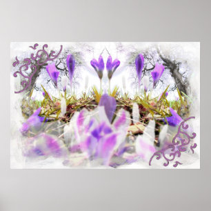 Spring Crocuses Poster