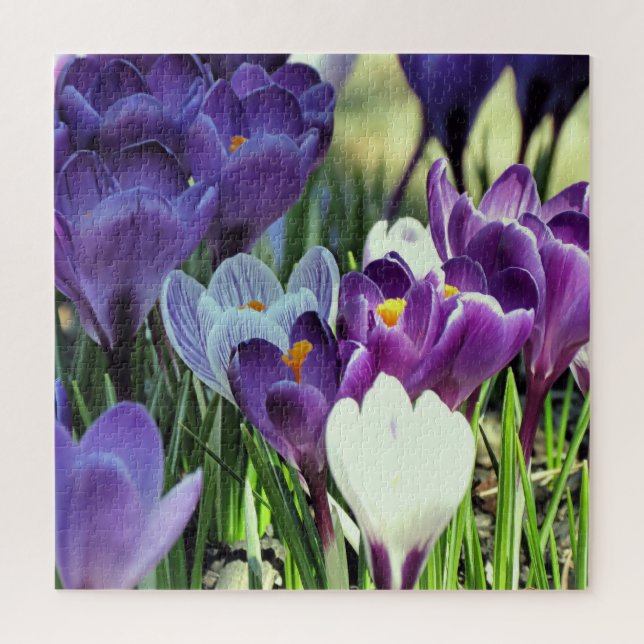 Spring crocuses - puzzle (Vertical)