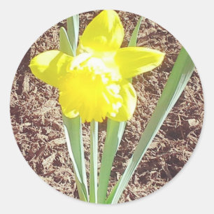 Spring Daffodil Sticker