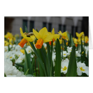 Spring Daffodils