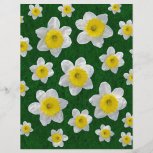Spring Daffodils
