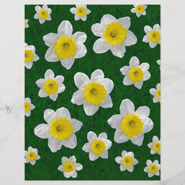Spring Daffodils (Front)