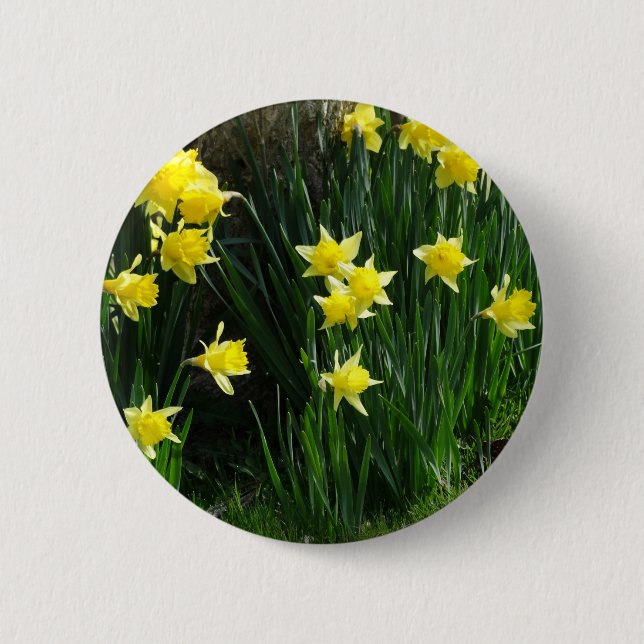 Spring Daffodils 6 Cm Round Badge (Front)