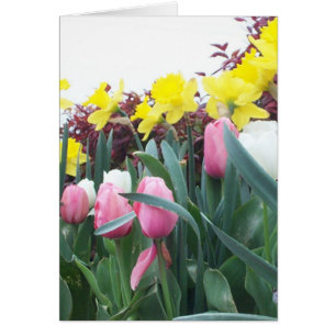 Spring Daffodils and Tulips