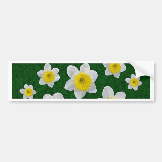 Spring Daffodils Bumper Sticker (Front)