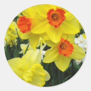 Spring Daffodils Classic Round Sticker