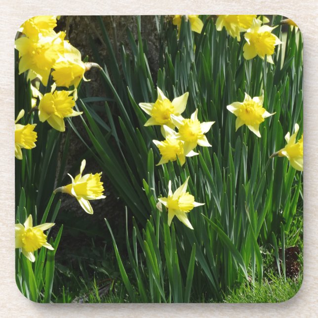 Spring Daffodils Coaster (Front)