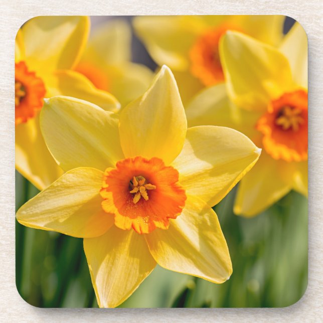 Spring Daffodils Coaster (Front)