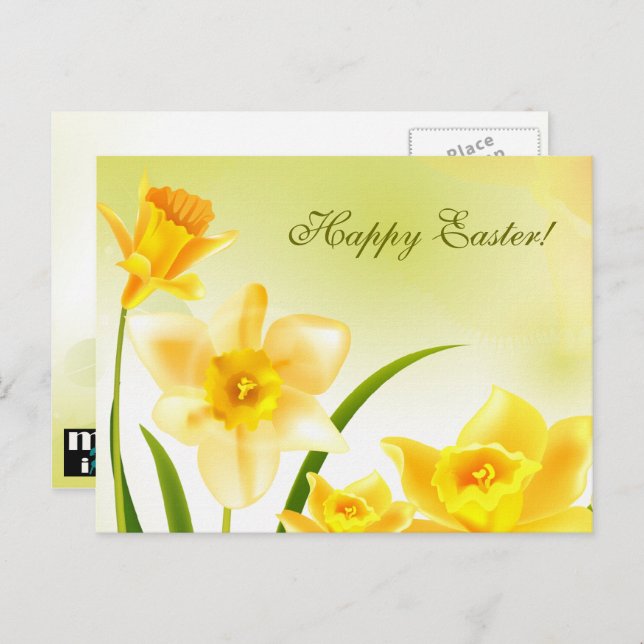 Spring Daffodils Easter  Holiday Postcard (Front/Back)