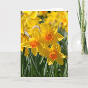 Spring Daffodils Greeting Card